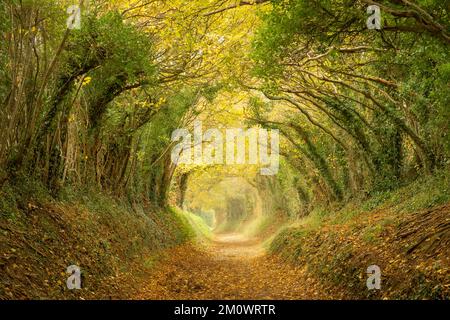 Tunnel dell'albero di Halnaker su un'antica pista fino al mulino a vento di Halnaker che forma una via cava, West Sussex, Inghilterra, Regno Unito, durante la fine dell'autunno Foto Stock