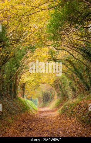 Tunnel dell'albero di Halnaker su un'antica pista fino al mulino a vento di Halnaker che forma una via cava, West Sussex, Inghilterra, Regno Unito, durante la fine dell'autunno Foto Stock