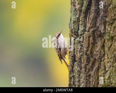 treecreeper a punta corta, Certhia brachydactyla, con piumaggio criptico che sale su un tronco d'albero con corteccia solcata in autunno, Germania Foto Stock