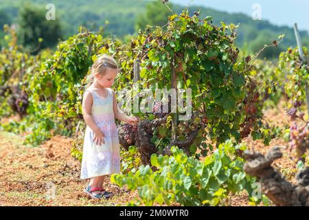 Una piccola ragazza snack su uva dolce in un campo a Maiorca. Foto Stock