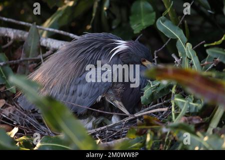 Heron tricolore (Egretta tricolore) Wakodahatchee Wetlands Florida USA Foto Stock