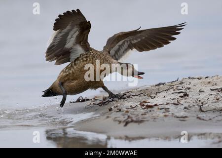 L'anatra crestata (Lophonetta specularioides specularioides) insegue un rivale sull'isola dei leoni marini nelle isole Falkland. Foto Stock