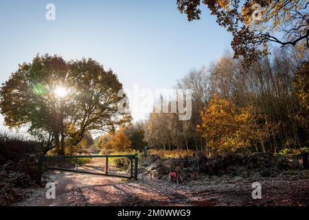 Luce del sole che si illumina attraverso un bosco di querce con le loro foglie di colore autunnale. Foto Stock