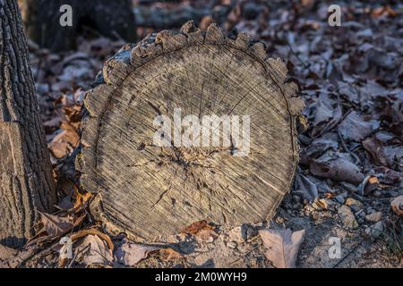 Lato inferiore di un albero appena tagliato che si posa sul terreno esponendo crepe e anelli con la corteccia ancora attaccato in una giornata di sole a fine autunno Foto Stock