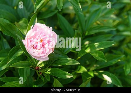 Fiori di peonia rosa su un cespuglio che cresce nel giardino estivo Foto Stock
