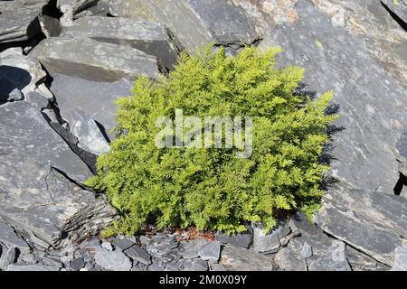 Prezzemolo Fern Cryptogramma Crispa Foto Stock