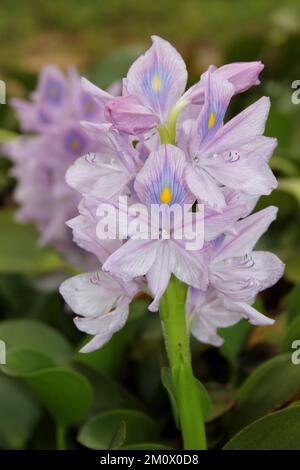 Acqua comune Iacinto Pontederia crassipes Foto Stock