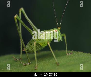 Maschio Bush Cricket (Leptophyes punctatissima) a riposo su foglia di rovo. Tipperary, Irlanda Foto Stock