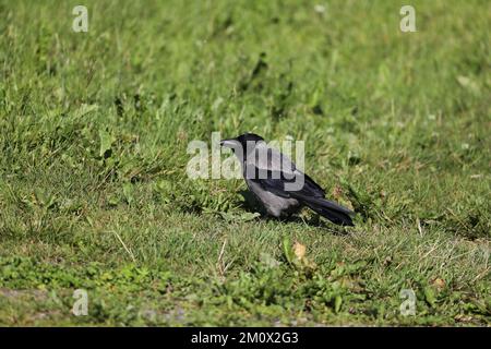 Corvo con cappuccio, corvus cornix, Famiglia Corvidae, Isole Lofoten Foto Stock