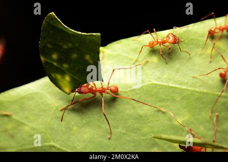 Macro di una formica a lama o a foglia Foto Stock