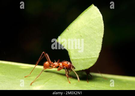 Macro di una formica a lama o a foglia Foto Stock