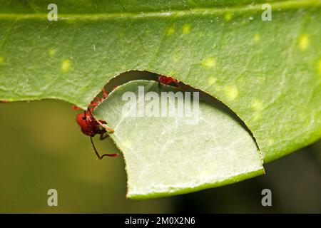 Macro di una formica a lama o a foglia Foto Stock