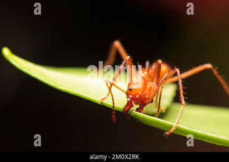 Macro di una formica a lama o a foglia Foto Stock