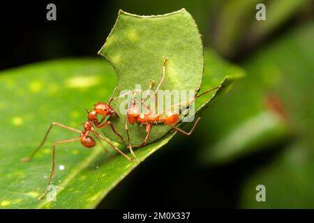 Macro di una formica a lama o a foglia Foto Stock