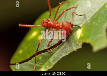 Macro di una formica a lama o a foglia Foto Stock