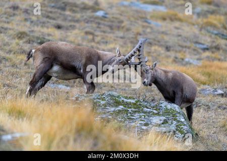 Stambecco alpino (Capra ibex), due animali più giovani in lotta giocosa, Parco Nazionale del Gran Paradiso, Aosta, Italia, Europa Foto Stock