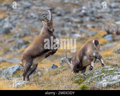 Stambecco alpino (Capra ibex), due animali più giovani in lotta giocosa, Parco Nazionale del Gran Paradiso, Aosta, Italia, Europa Foto Stock