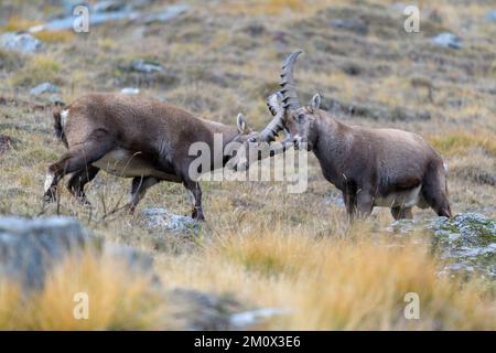 Stambecco alpino (Capra ibex), due animali più giovani in lotta giocosa, Parco Nazionale del Gran Paradiso, Aosta, Italia, Europa Foto Stock