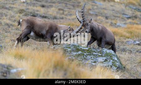 Stambecco alpino (Capra ibex), due animali più giovani in lotta giocosa, Parco Nazionale del Gran Paradiso, Aosta, Italia, Europa Foto Stock