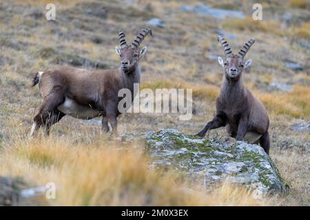 Stambecco alpino (Capra stambecco), due animali giovani che si erodano su una roccia ricoperta di muschio e lichene, Parco Nazionale del Gran Paradiso, Aosta, Italia, Europa Foto Stock