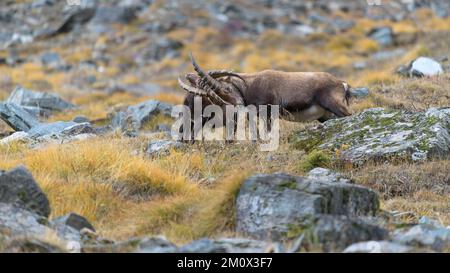 Stambecco alpino (Capra ibex), due animali più giovani in lotta giocosa, Parco Nazionale del Gran Paradiso, Aosta, Italia, Europa Foto Stock