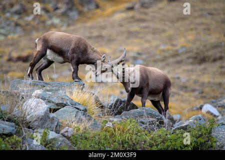 Stambecco alpino (Capra ibex), due animali più giovani in lotta giocosa, Parco Nazionale del Gran Paradiso, Aosta, Italia, Europa Foto Stock