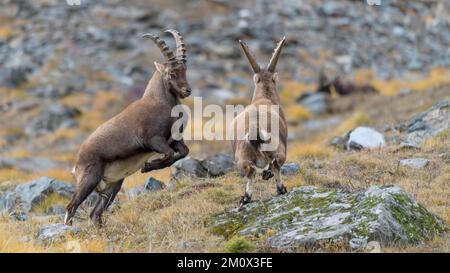 Stambecco alpino (Capra ibex), due animali più giovani in lotta giocosa, Parco Nazionale del Gran Paradiso, Aosta, Italia, Europa Foto Stock