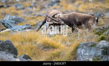 Stambecco alpino (Capra ibex), due animali più giovani in lotta giocosa, Parco Nazionale del Gran Paradiso, Aosta, Italia, Europa Foto Stock