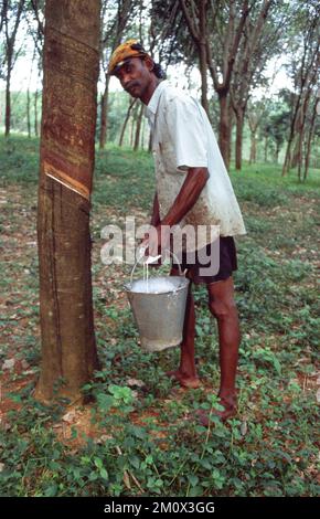 Coltivatore che lavora in piantagione di gomma, Sri Lanka, Ceylon Foto Stock