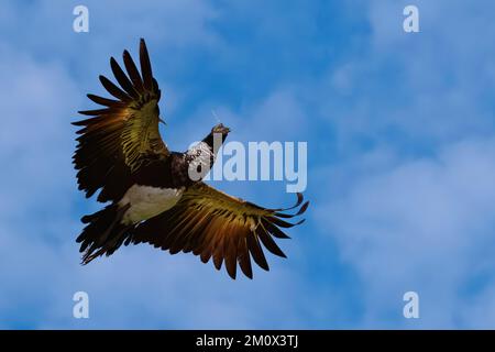 Flying Horned Screamer (Anhima cornuta), Manu National Park Cloud Forest, Perù, Sud America Foto Stock