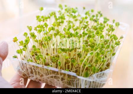 Farmer mostra scatola con alimenti biologici sani micro verdi bio raccolto commestibile. Foto Stock