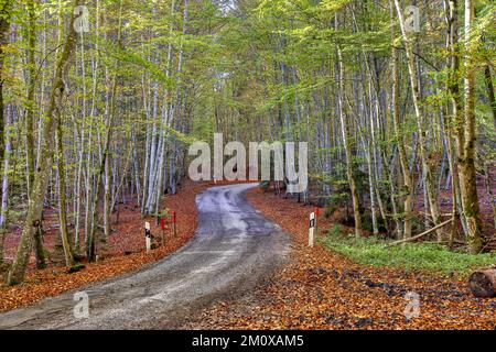 Piccola strada attraverso la foresta di faggi in autunno, cornici europee (Carpinus betulus), strada di campagna con curve, lascia sul lato della strada, strada di campagna, Uppe Foto Stock