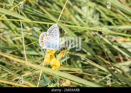 Farfalla blu trifoglio bianco seduta su un fiore giallo di un prato nel sole estivo, Germania Foto Stock