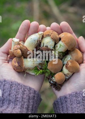 Donna che tiene in mano raccolti funghi burro contro paesaggio forestale autunno. Mani umane con mucchio di (Suillus luteus) funghi di caduta commestibili. Mus Foto Stock