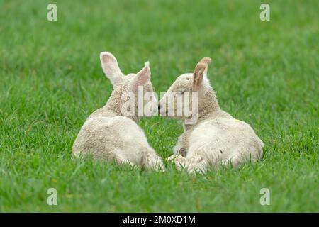 Primo piano di due graziosi agnelli gemelli in primavera, adagiati in un lussureggiante campo verde con un agnello che nuzzola l'agnello addormentato. Spazio di copia. Orizzontale. Foto Stock