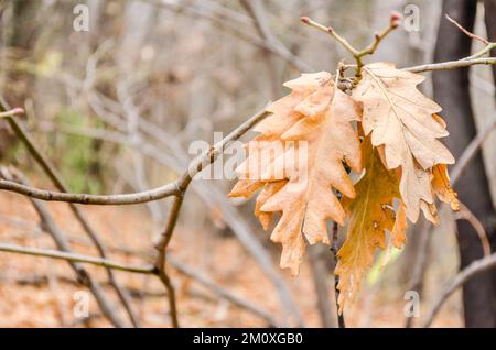 Vista sulla foresta della montagna di Fruska Gora vicino a Novi Sad in autunno. Vista sulle foglie gialle essiccate su un ramo di quercia in autunno. Foto Stock