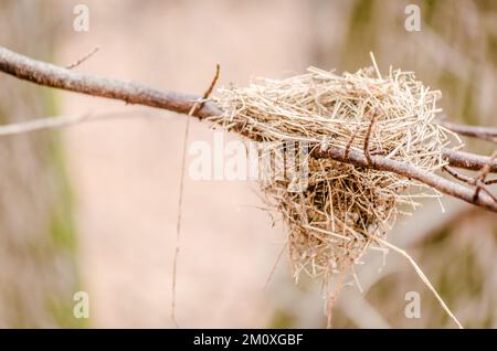 Vista sulla foresta della montagna di Fruska Gora vicino a Novi Sad in autunno. Gli uccelli nidificano nella corona di un albero in autunno. Foto Stock