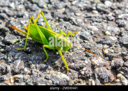 Enorme insetto verde grasshopper che striscia sull'erba del terreno alla diga di Weddewarden in Bremerhaven Brema Germania. Foto Stock