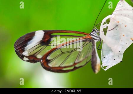 Un macro scatto di una bella farfalla di vetro su una pianta Foto Stock