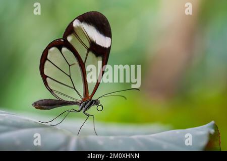 Un macro scatto di una bella farfalla di vetro su una pianta Foto Stock