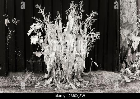 Fotografia in bianco e nero di un impianto di banchina sul canale di Trent e Mersey a Great Haywood Cannock Chase AONB Foto Stock