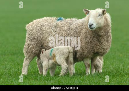 Close up of a mother sheep in Springtime, stood in green pasture with her two newborn lambs suckling.  Facing front. Copy space.   Horizontal. Foto Stock