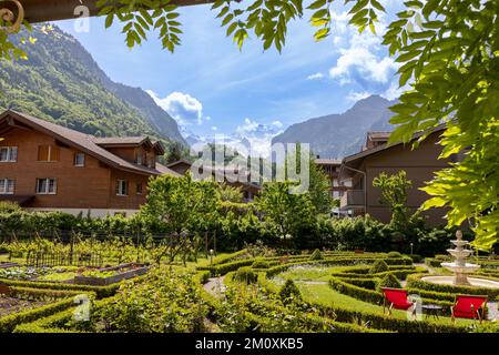 Giardini dell'Alpenrose Hotel e giardini con tradizionali edifici svizzeri sul retro e il monte Jungfrau sul retro. Foto Stock