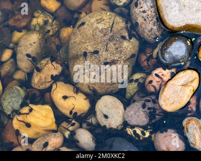 Comune rana Tadpoles in uno stagno Foto Stock