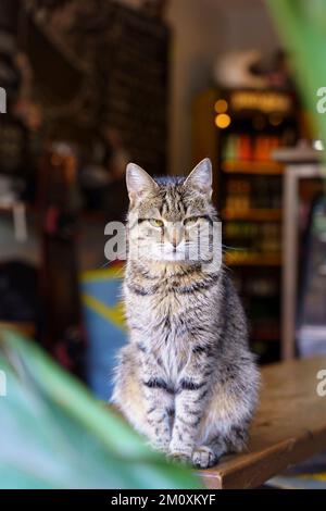 Gatto divertente con uno sguardo serio e rigoroso siede su un tavolo in un caffè di strada. Animali domestici sulla strada. Foto di alta qualità Foto Stock