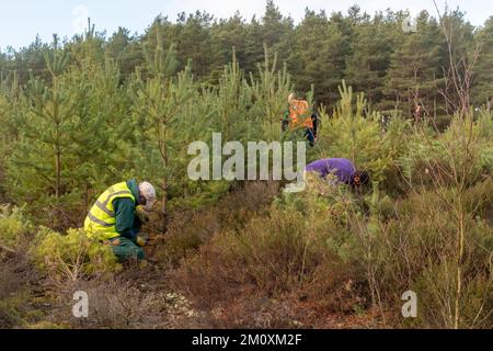 Lavoratori e volontari della conservazione che svolgono la gestione del terreno edificabile, tagliando gli alberi invasivi di pino scozzese con seghe ad arco, Surrey, Regno Unito Foto Stock