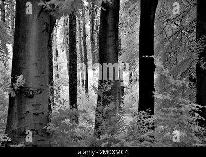 Bella fotografia d'arte di alberi in bianco e nero, un'immagine della natura in estate nei boschi e foreste di Cannock Chase AONB (zona di eccezionale Foto Stock