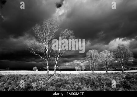 Fotografia in bianco e nero con cielo tempestoso in inverno sopra la brughiera su Cannock Chase AONB Area di eccezionale bellezza naturale in Staffordshire Inghilterra Foto Stock