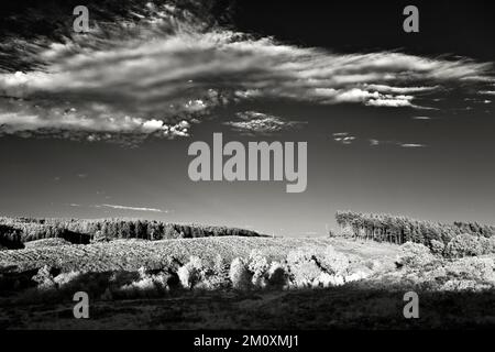 Fotografia in bianco e nero di brughiera su Cannock Chase AONB Area of Outstanding Natural Beauty in Staffordshire Inghilterra Regno Unito Foto Stock