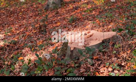 Alberi tagliati, preparativi per l'inverno nella foresta, ceppi allineati in file, alberi tagliati in autunno, con spazio e area di scrittura Foto Stock